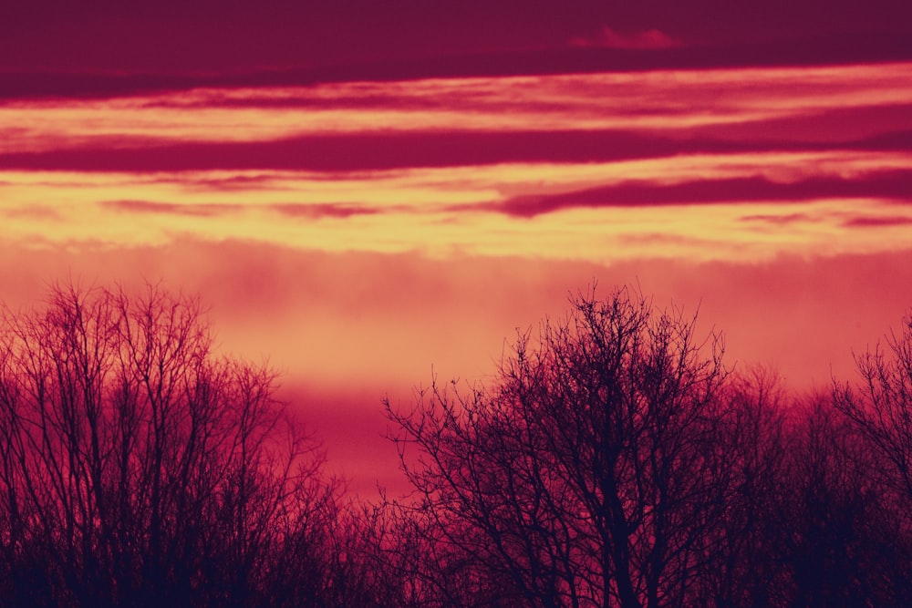 silhouette of trees during sunset