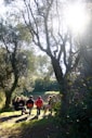 people sitting on bench under green trees during daytime