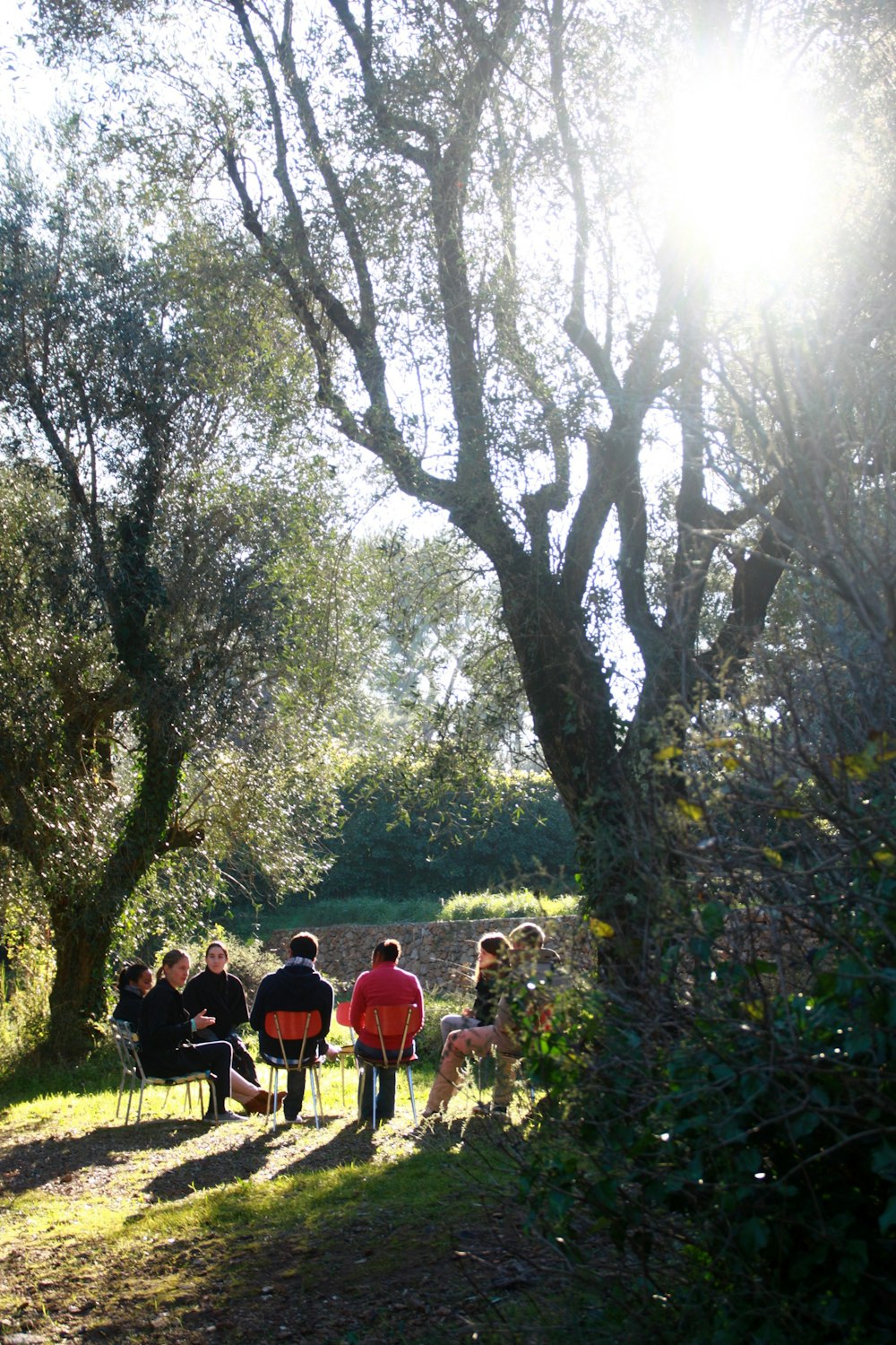 people sitting on bench under green trees during daytime