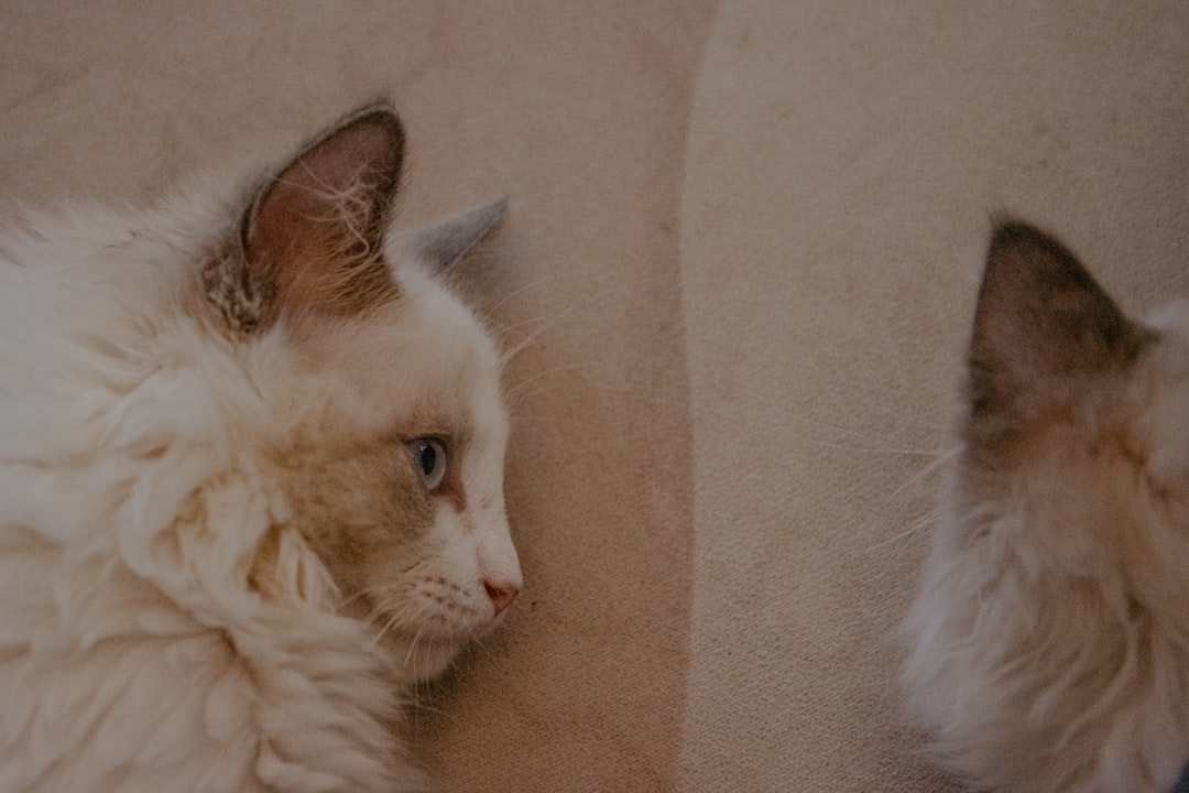 white and brown cat lying on white textile