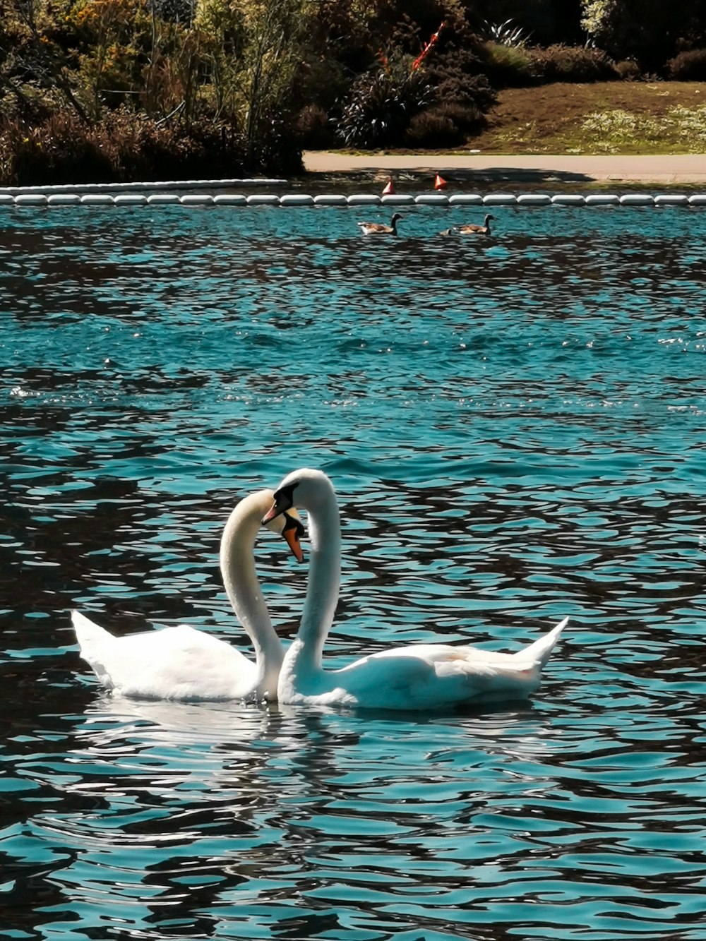 昼間の水上の白い白鳥