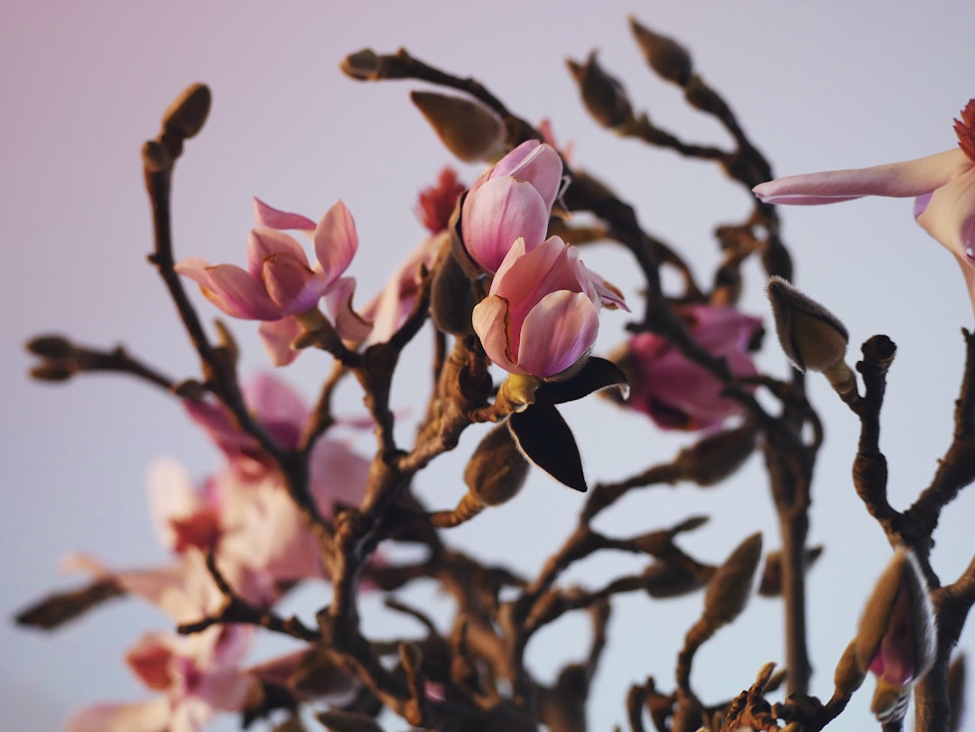 pink flower in tilt shift lens