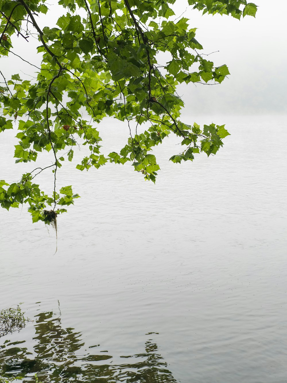 green leaf tree on water