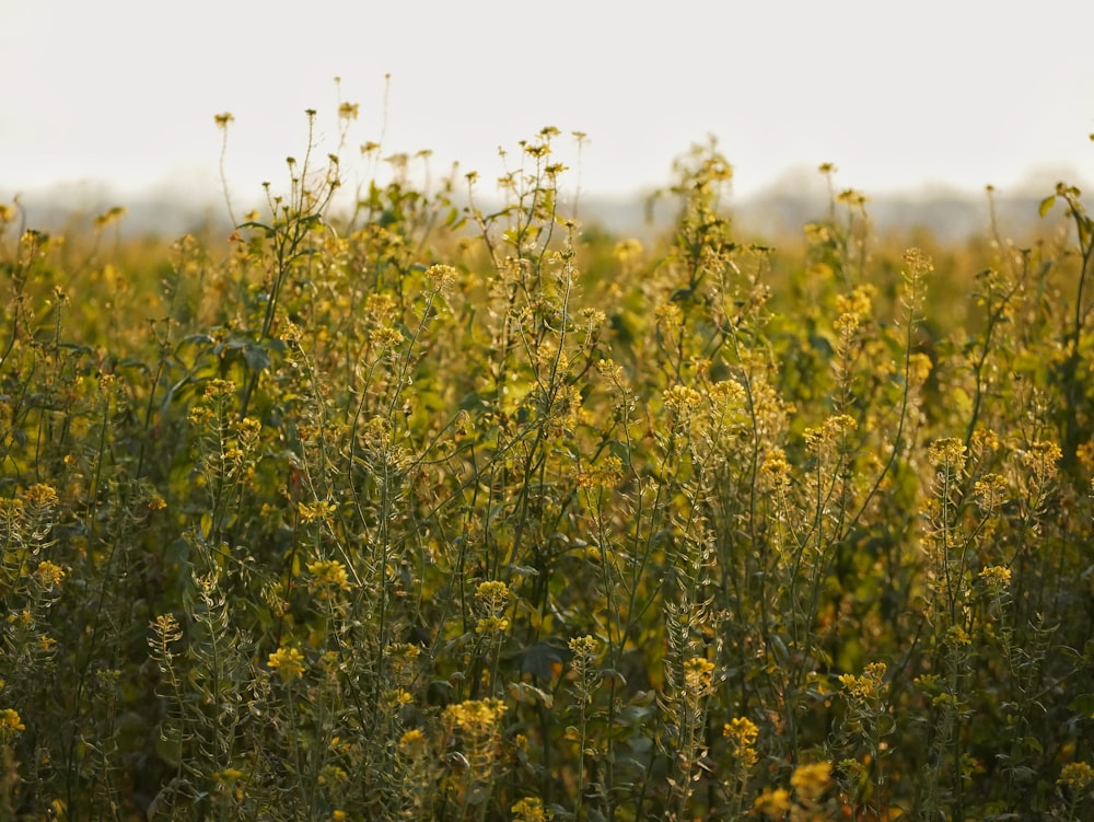 yellow flower field during daytime