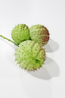 Three light green spherical fruits with a spiky texture are arranged on a plain white surface. The fruits have a soft, hairy appearance with some browning on parts of their surfaces.