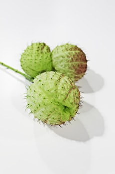 Three light green spherical fruits with a spiky texture are arranged on a plain white surface. The fruits have a soft, hairy appearance with some browning on parts of their surfaces.