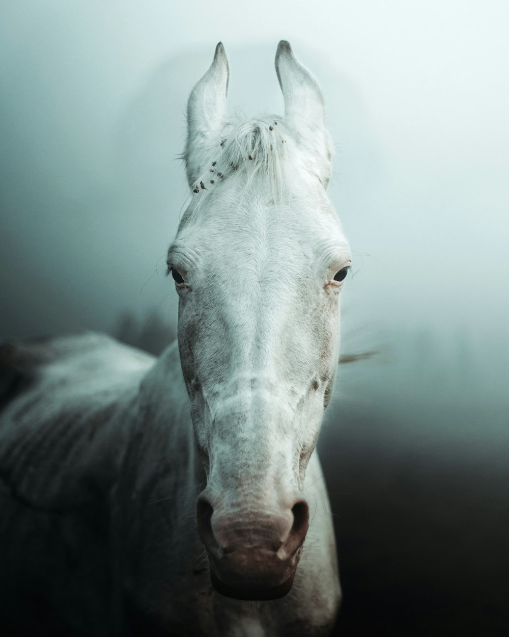 white horse head in close up photography