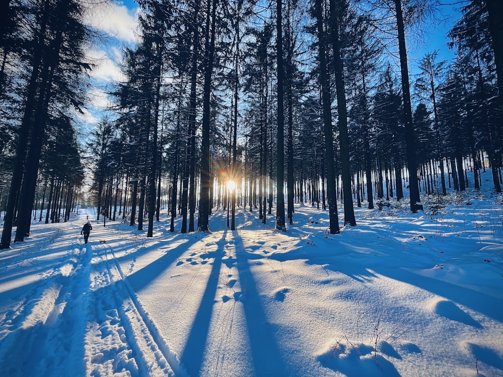 snow covered field with trees during daytime