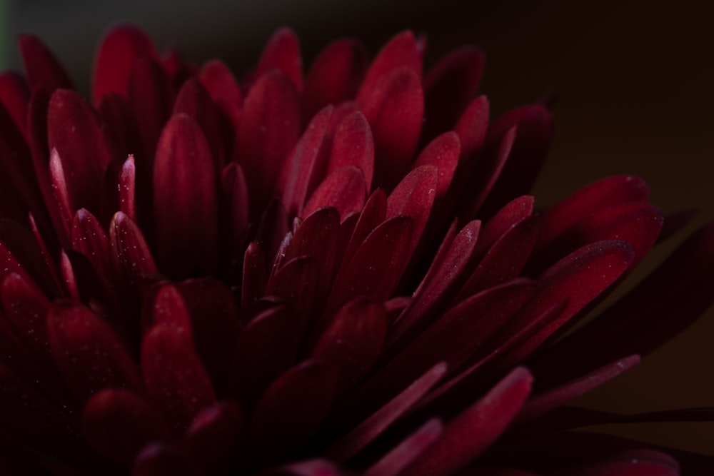 Rote Blume in Nahaufnahmen