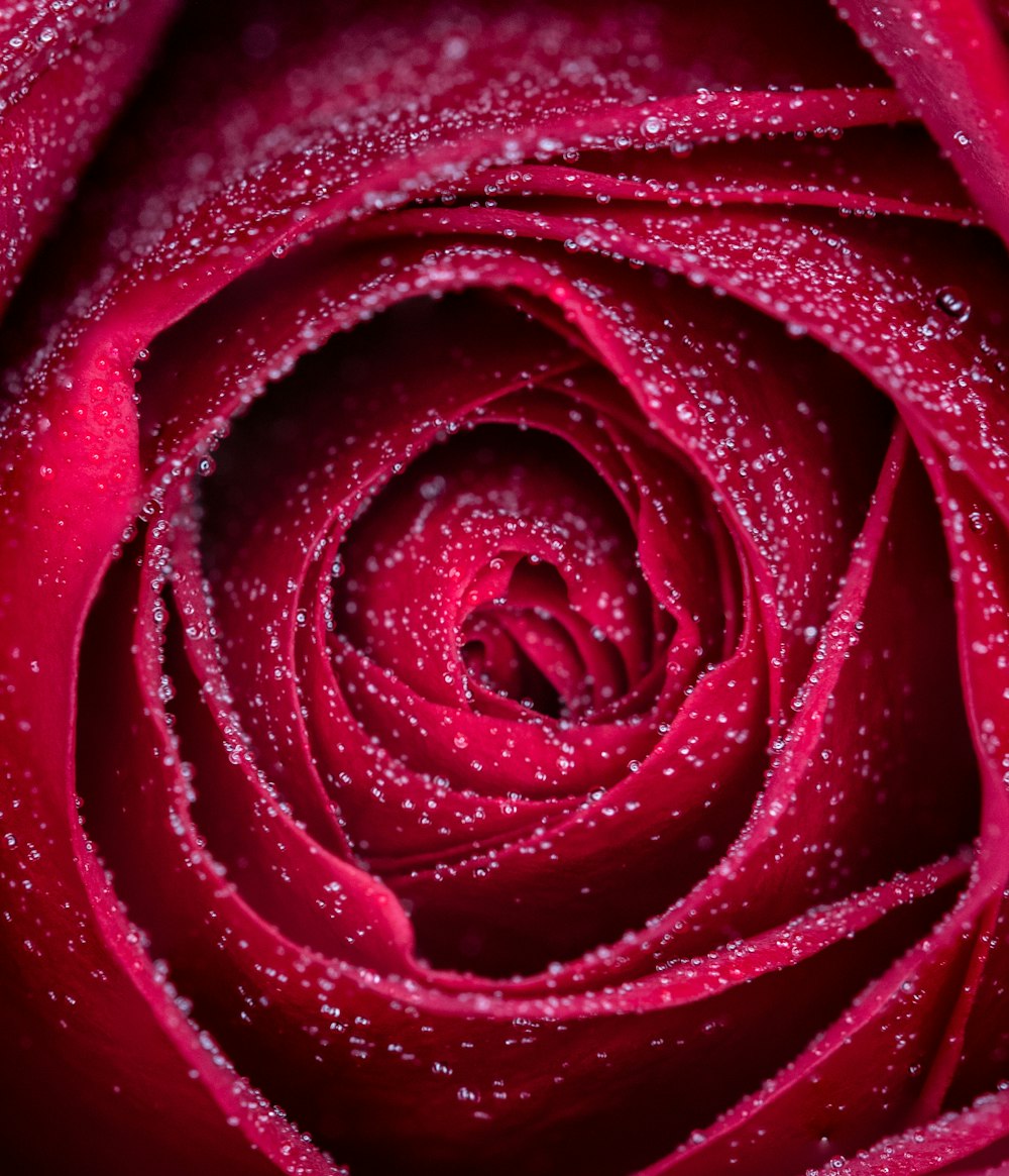 red rose in close up photography