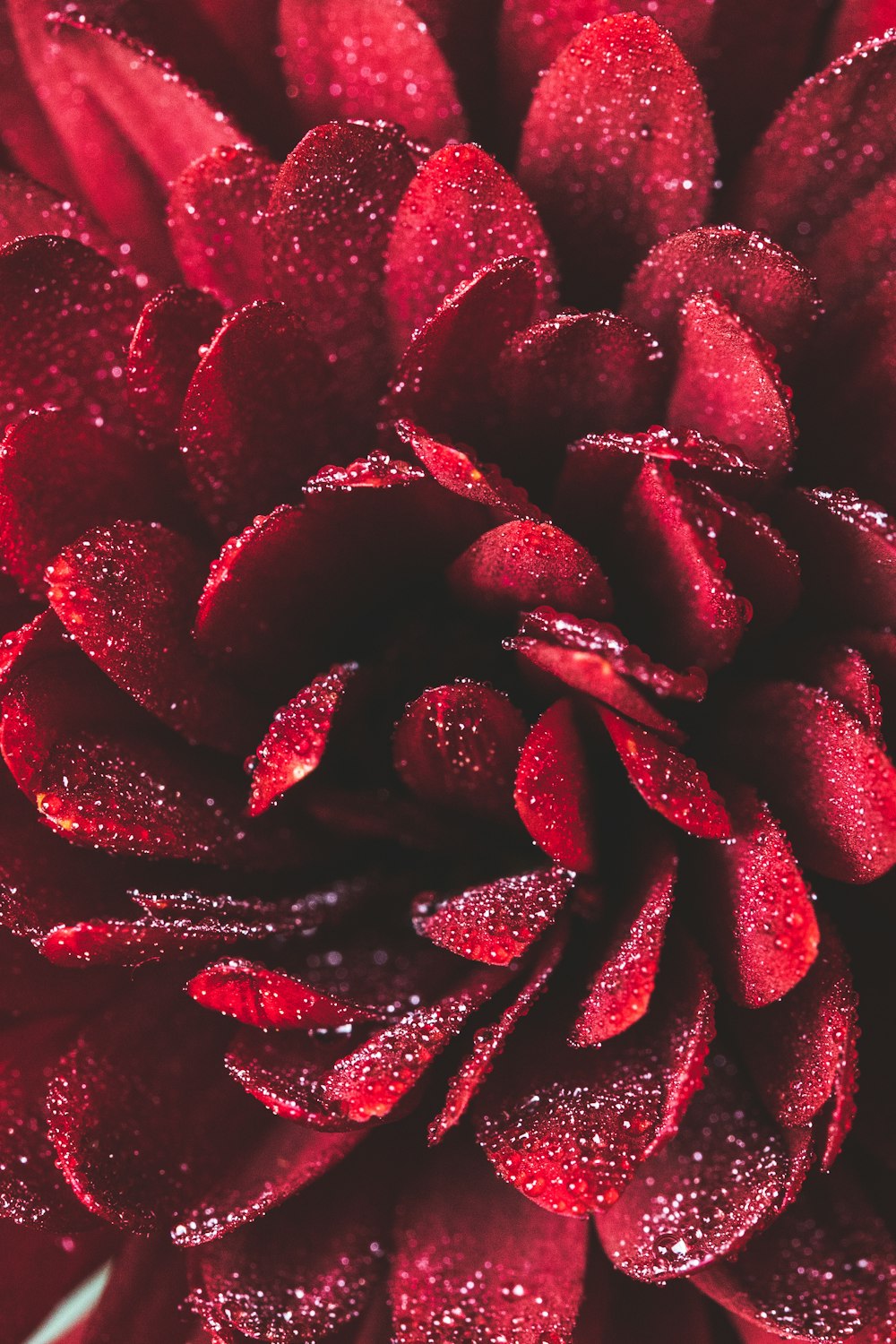 red flower petals in close up photography