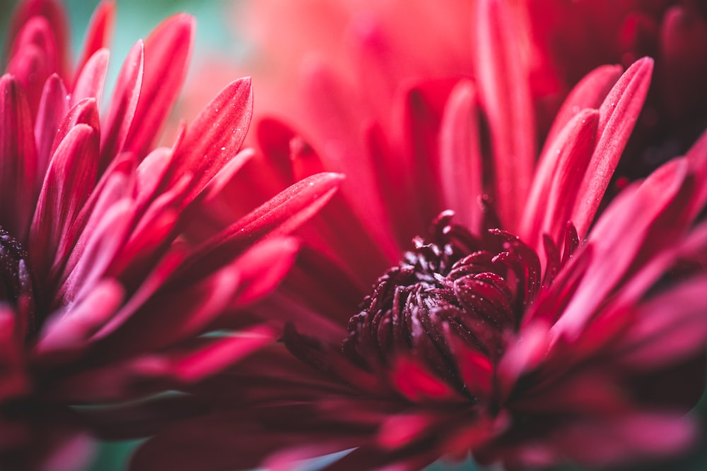 schwarzer und weißer Schmetterling auf rosa Blume