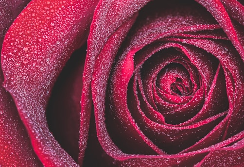 red rose in close up photography