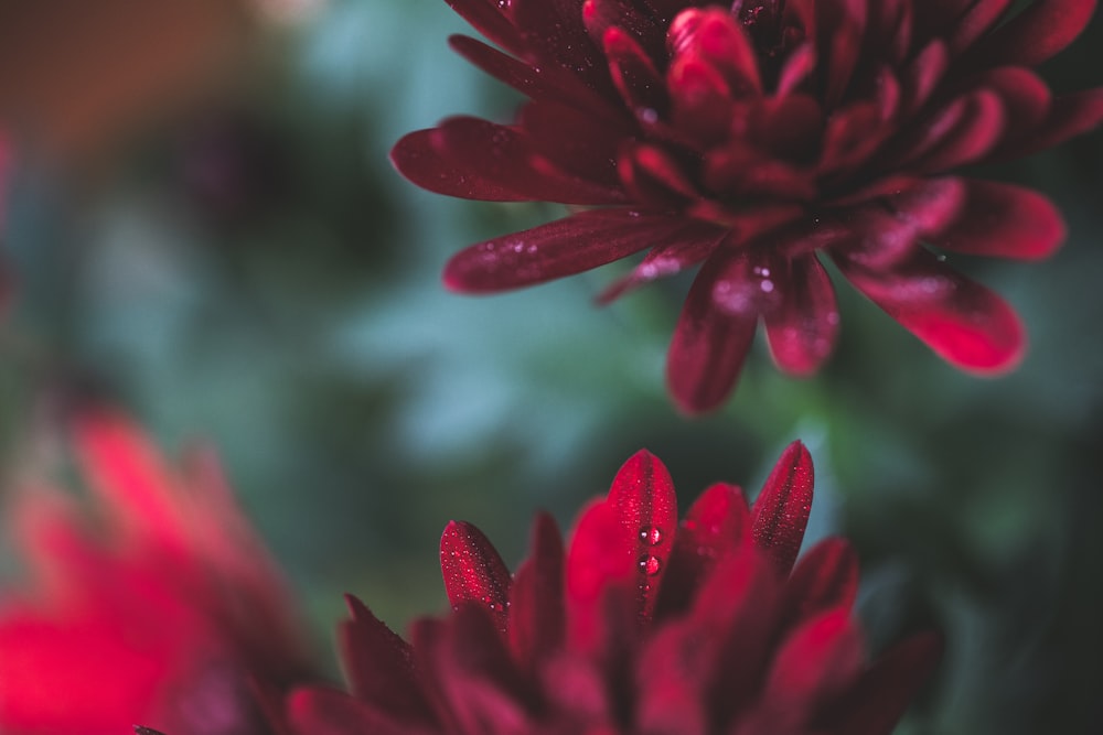 Rote Blume in Tilt Shift-Linse