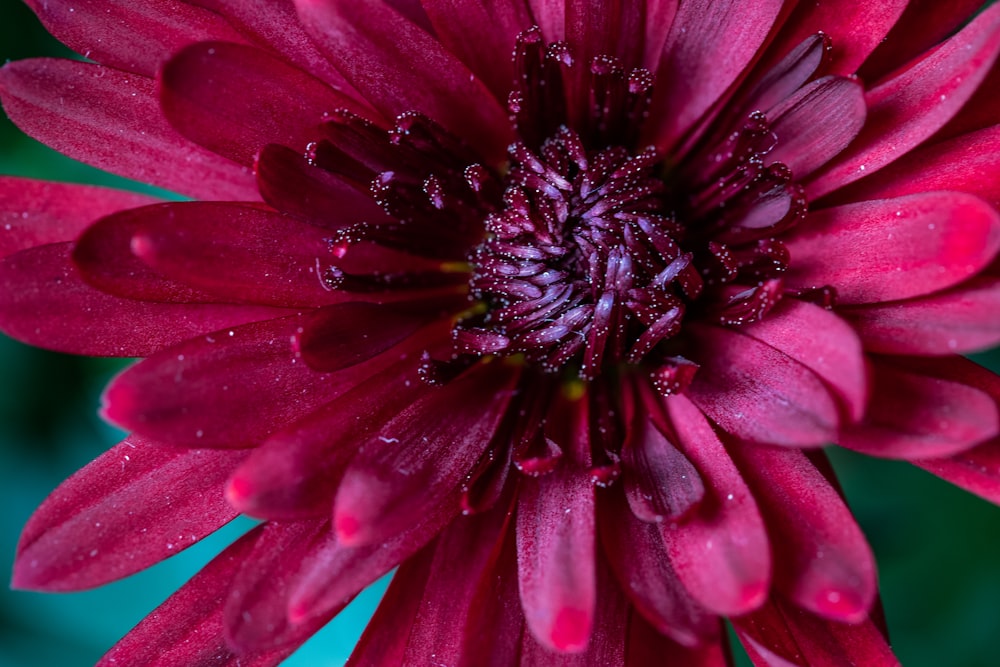 purple flower in macro shot