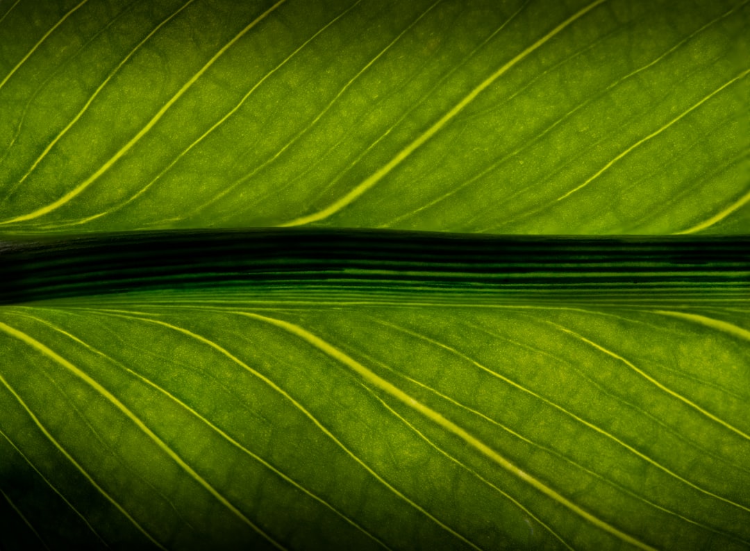 green leaf in close up photography