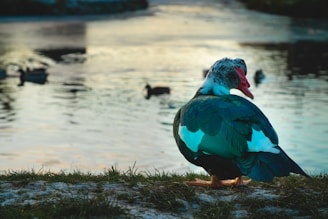 A farmer feeding ducks in a sunny pond area.