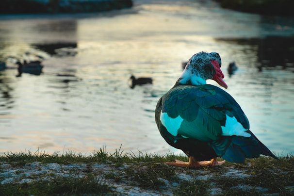 A farmer feeding ducks in a sunny pond area.
