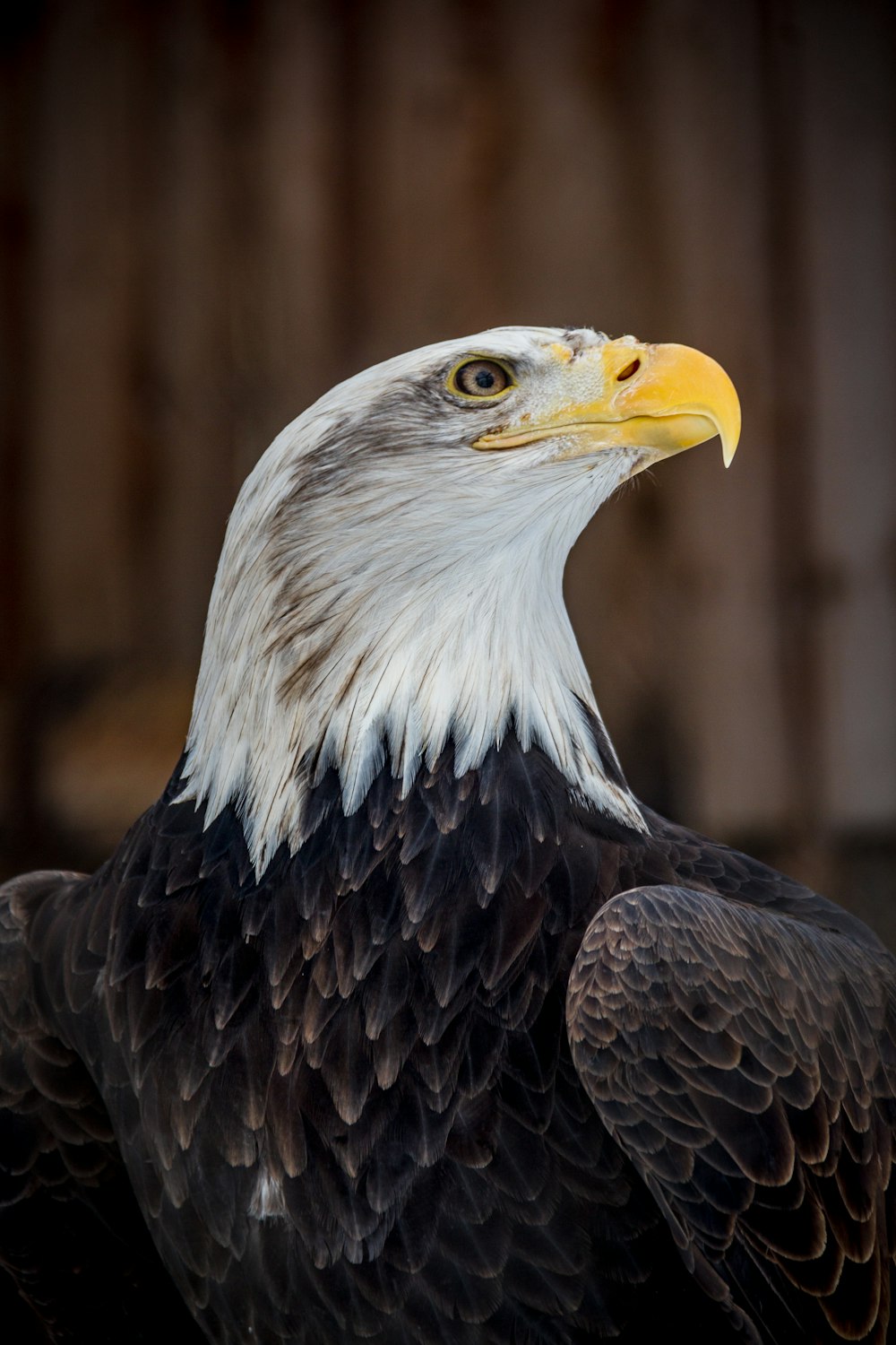 black and white eagle in close up photography during daytime