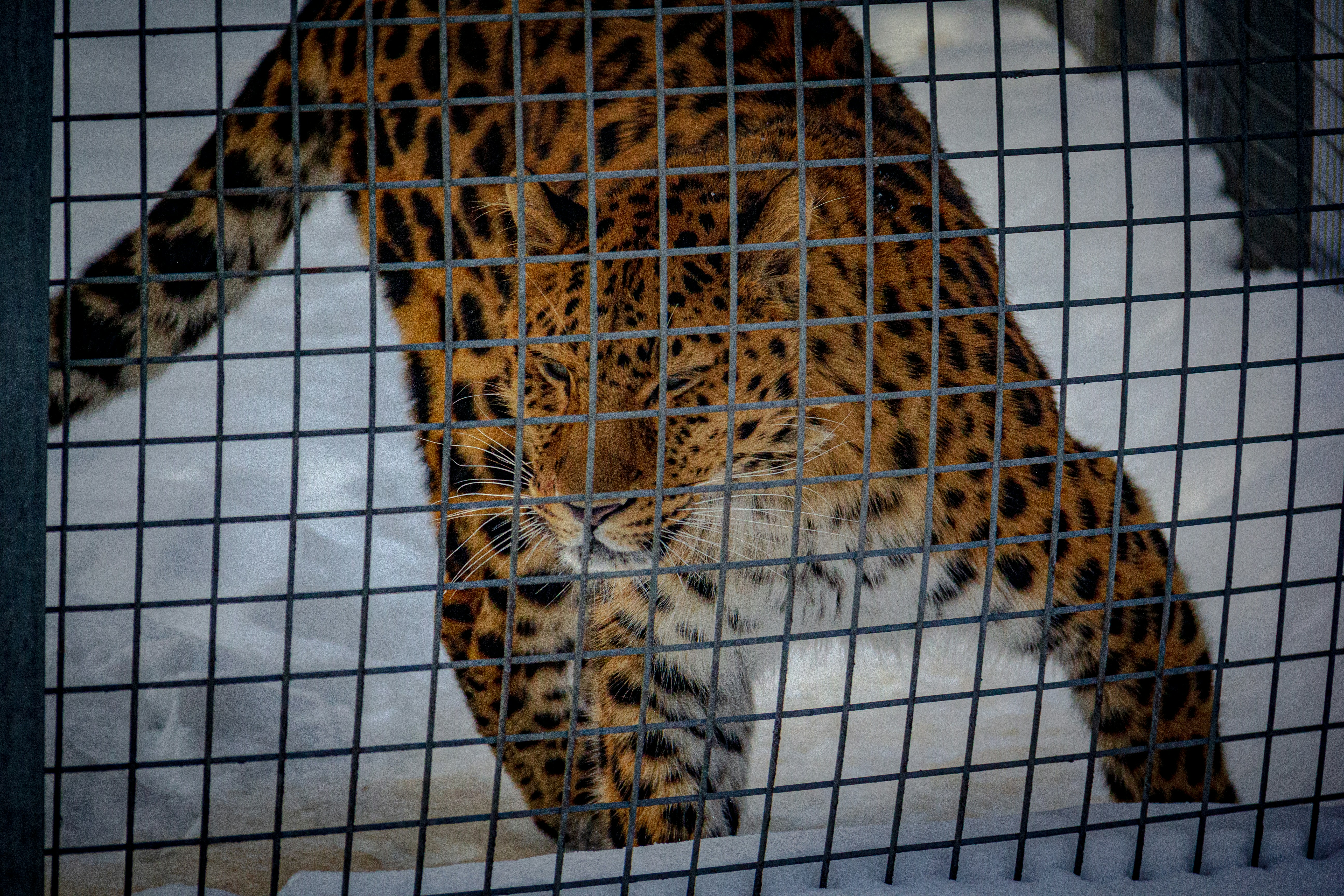 brown and black leopard on cage