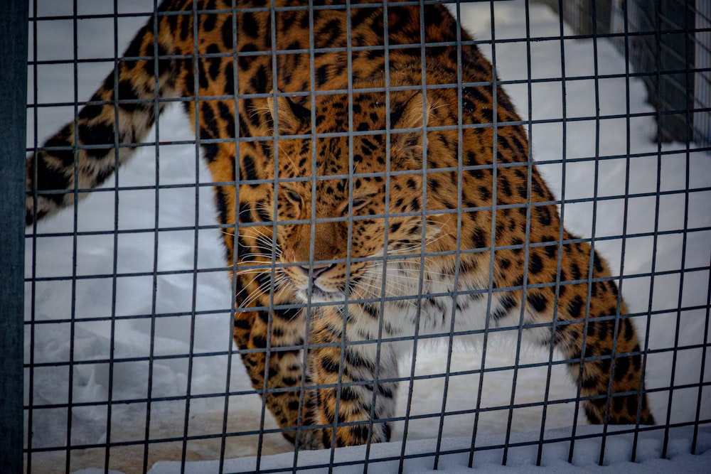 brown and black leopard on cage