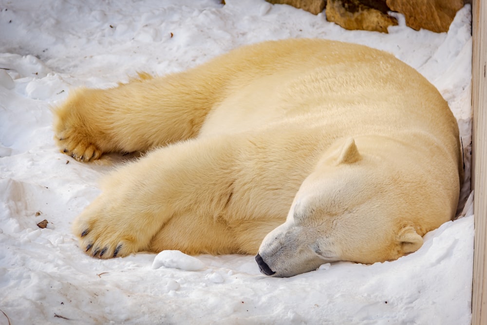 polar bear lying on snow covered ground during daytime