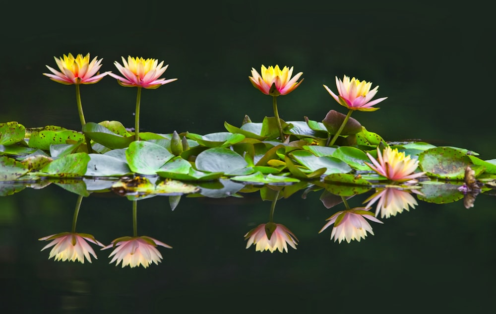 pink and yellow flower in water