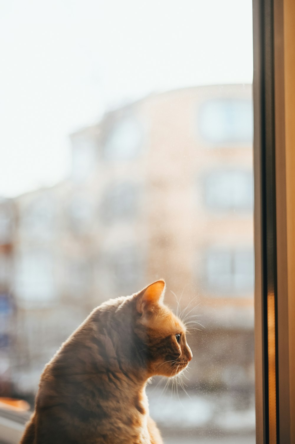 orange tabby cat looking out the window