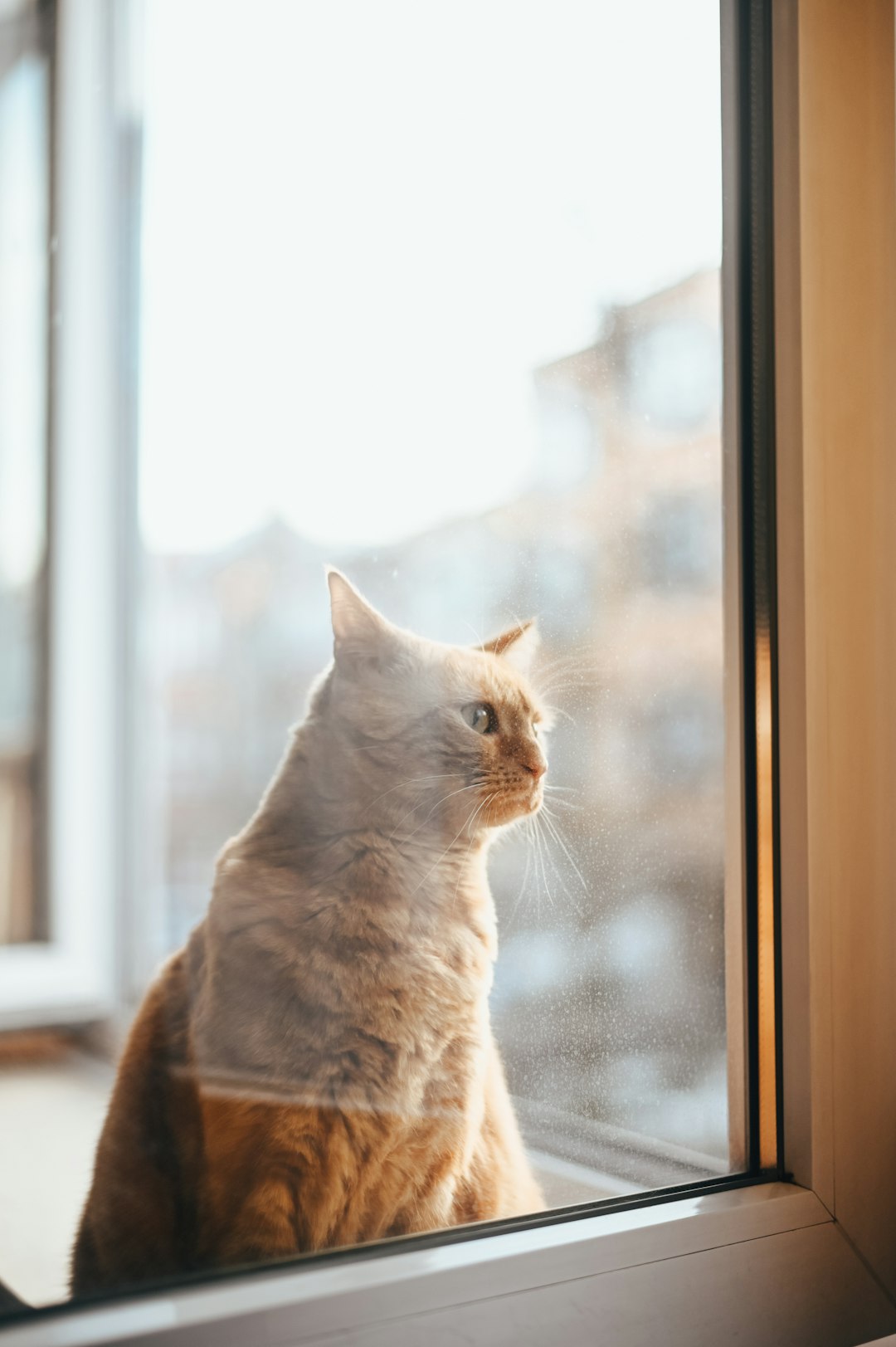 orange tabby cat looking out the window