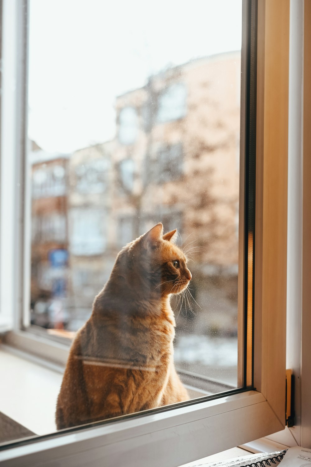 orangefarbene Tabby-Katze schaut aus dem Fenster