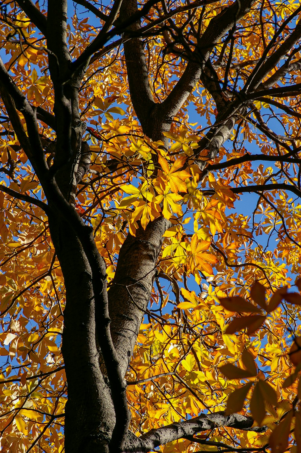 Hojas marrones en la rama marrón del árbol durante el día