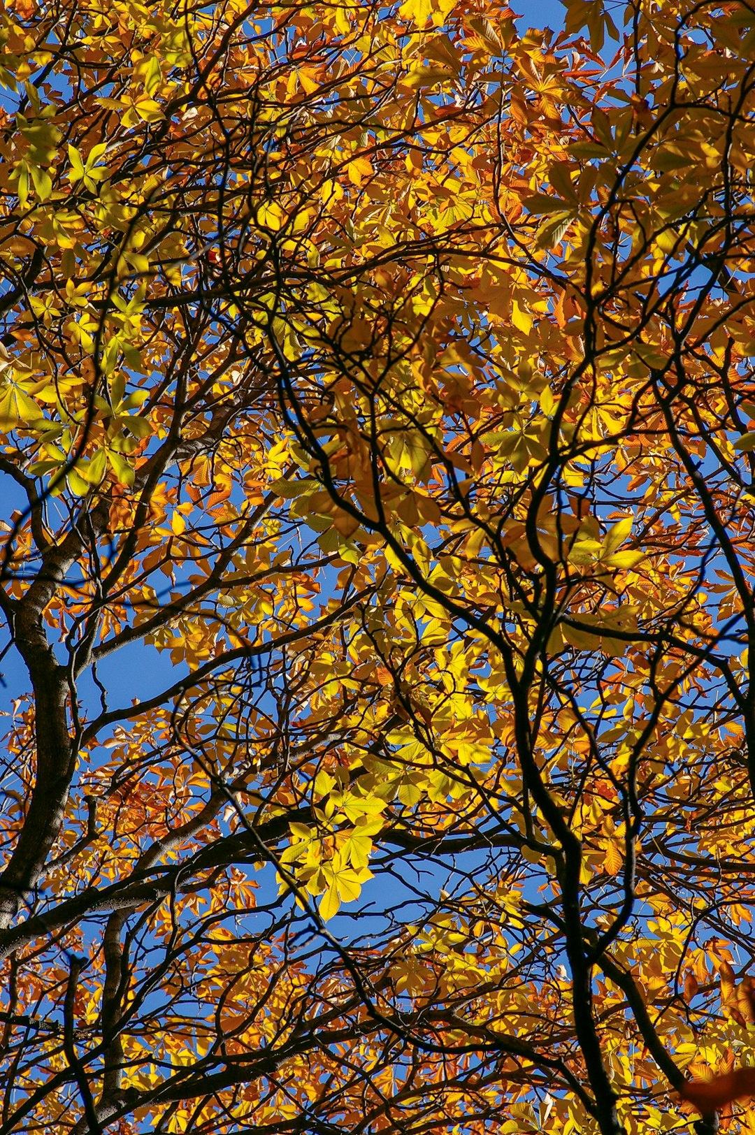 yellow leaves on brown tree branch during daytime