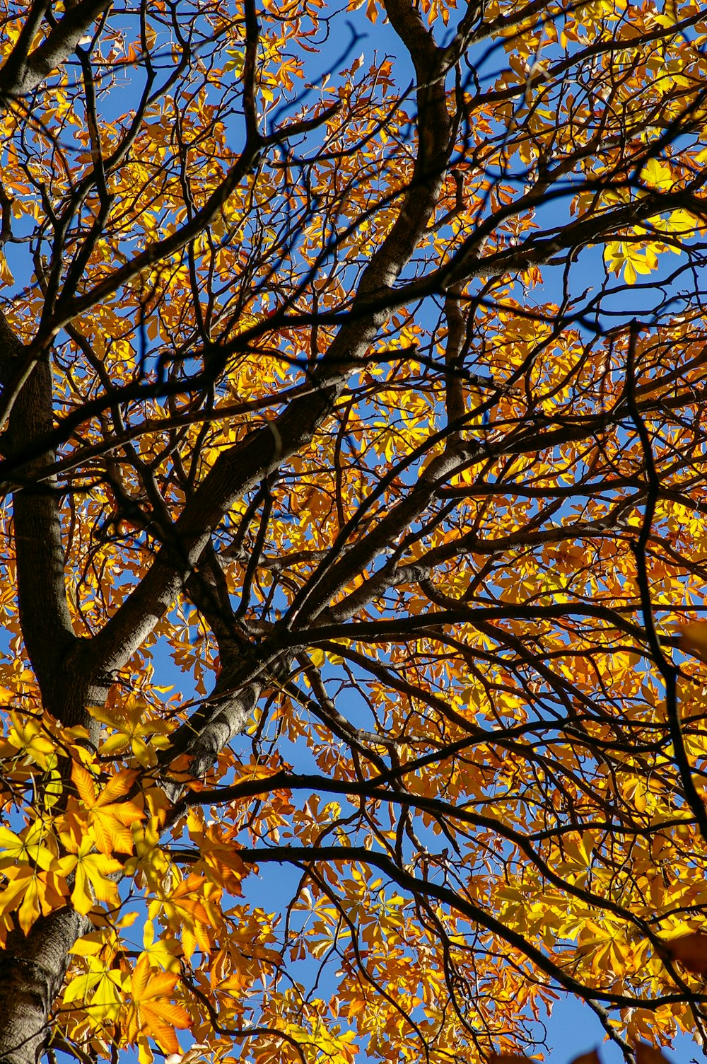 brown tree with yellow leaves during daytime