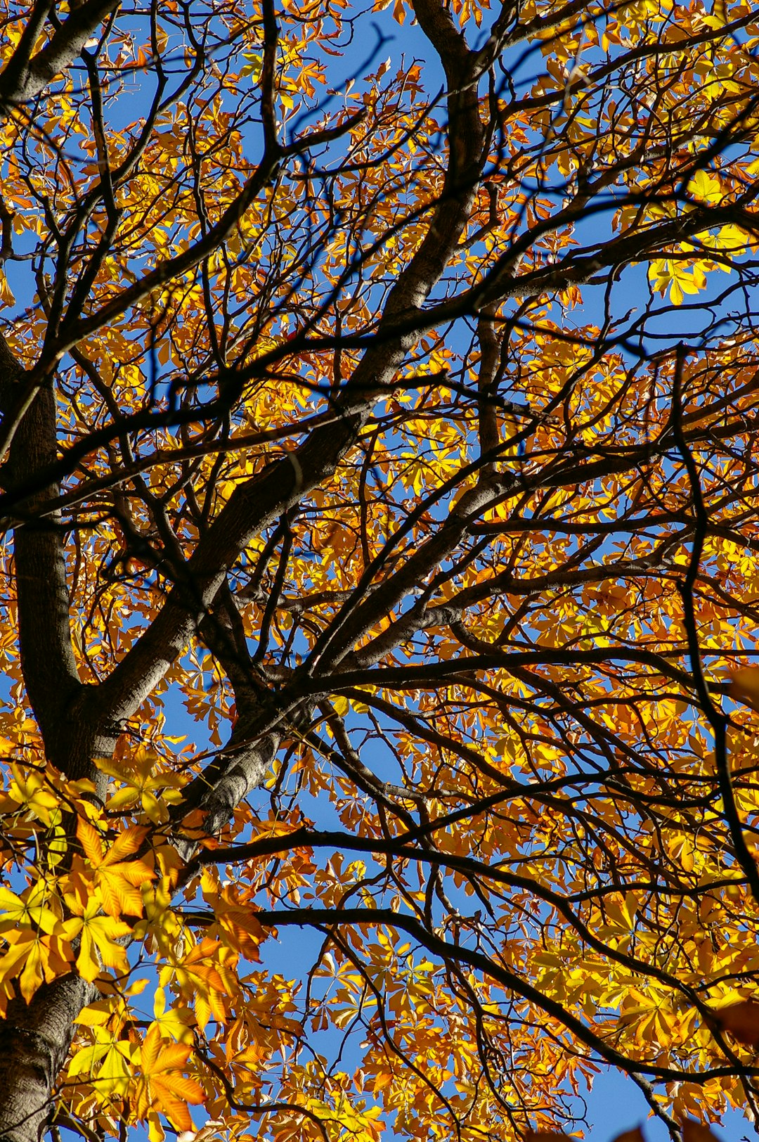 brown tree with yellow leaves during daytime