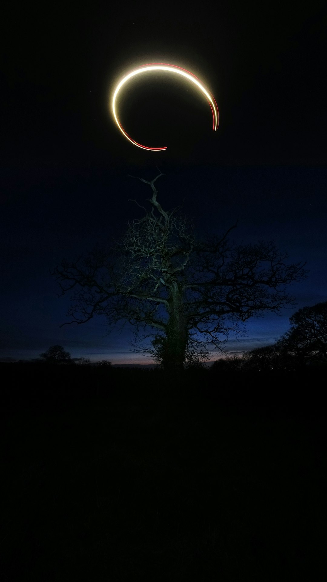 bare tree under blue sky during night time