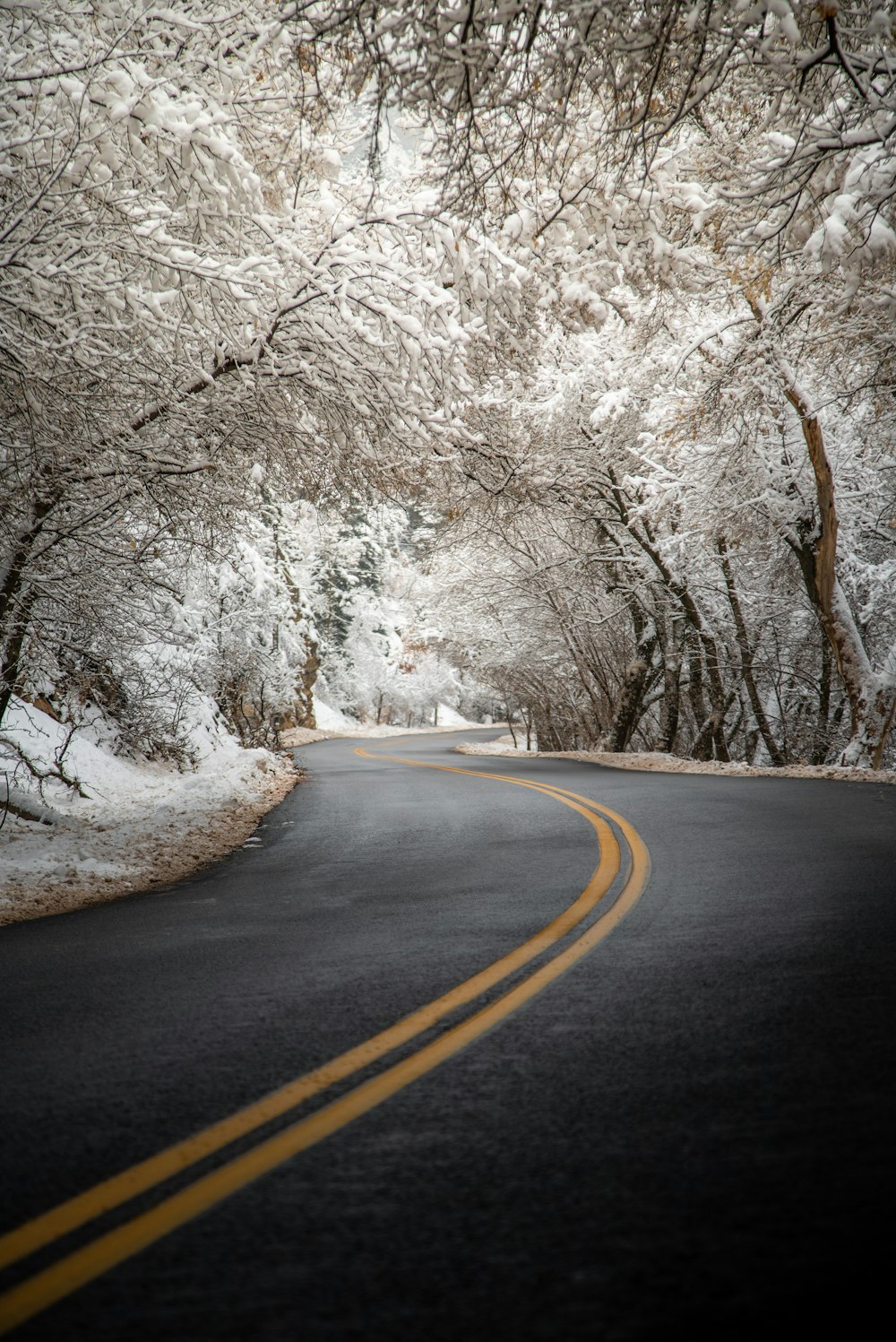 black asphalt road between brown trees covered with snow during daytime
