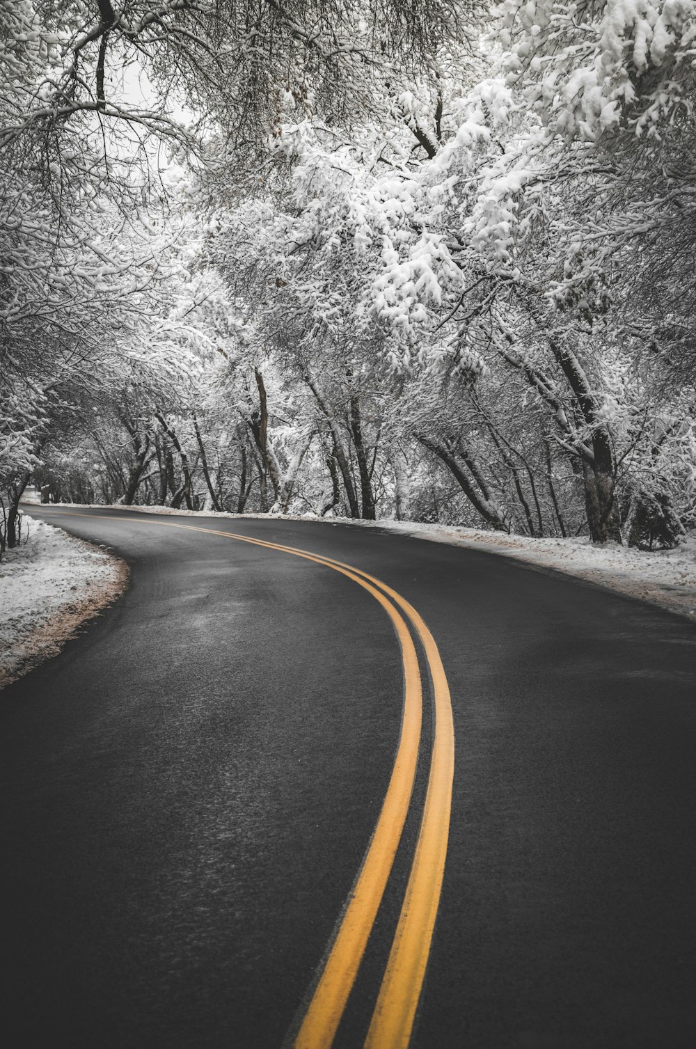 estrada de asfalto preto entre árvores cobertas de neve durante o dia