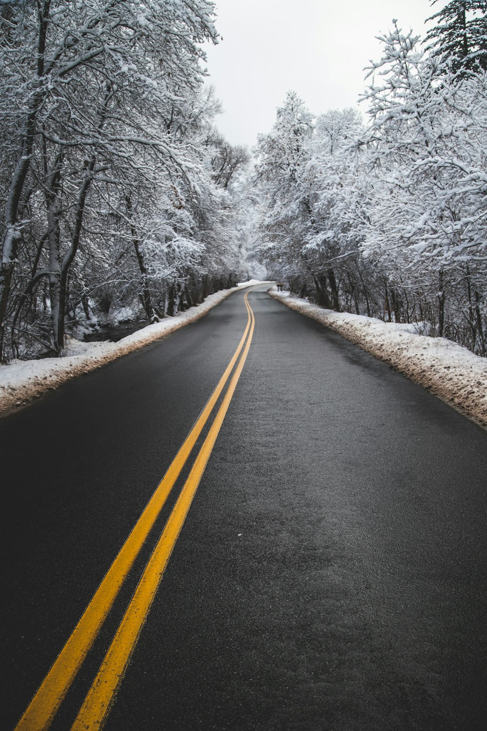 strada asfaltata nera tra alberi innevati durante il giorno