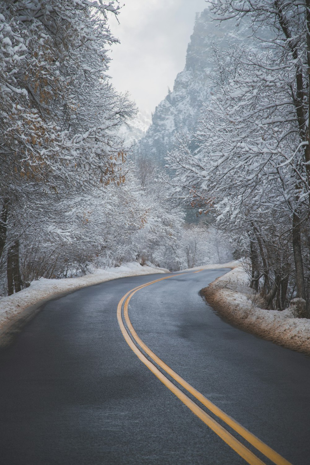 route goudronnée noire entre des arbres recouverts de neige pendant la journée