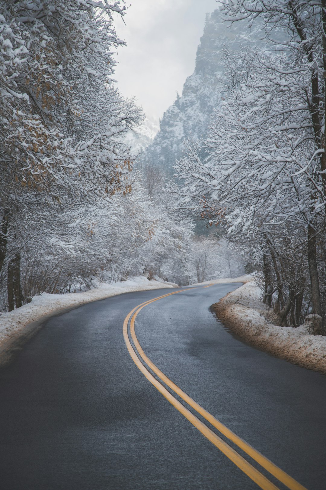 black asphalt road between trees covered with snow during daytime