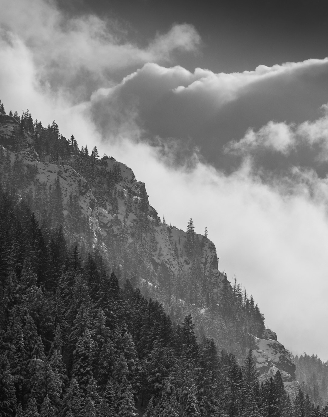 grayscale photo of mountain with trees