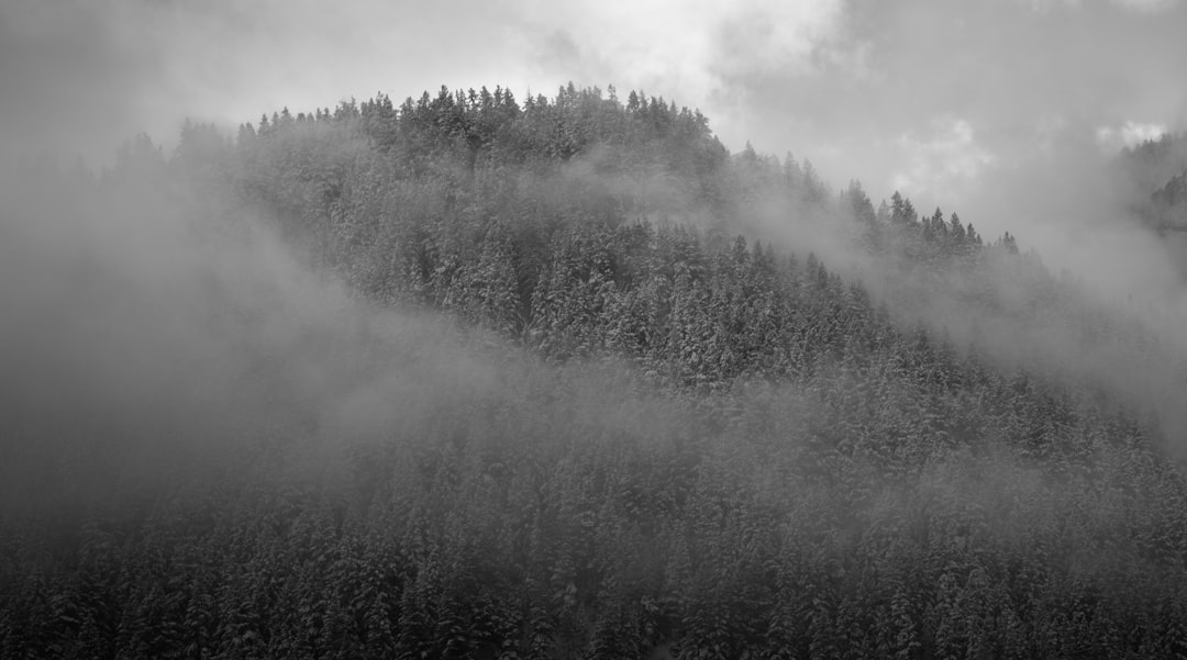 grayscale photo of trees covered with fog