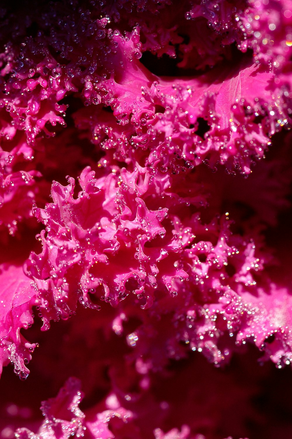 pink flower petals in macro lens