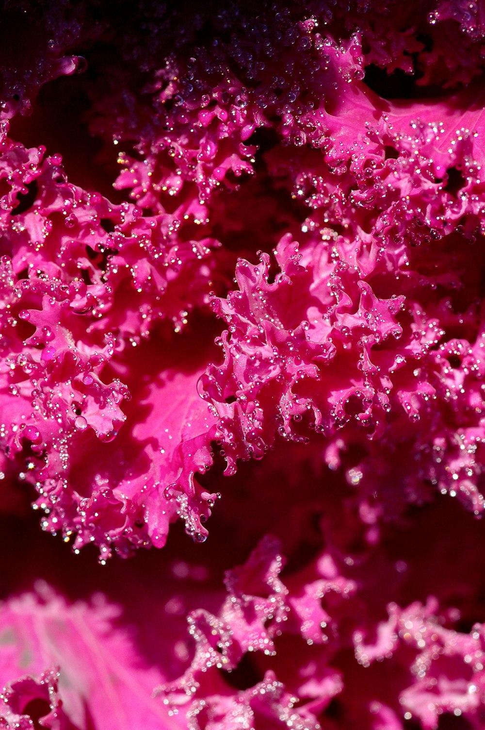 pink flower petals in close up photography