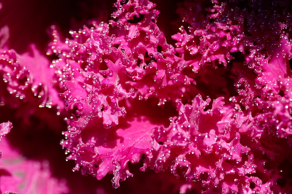 クローズアップ写真のピンクの花びら