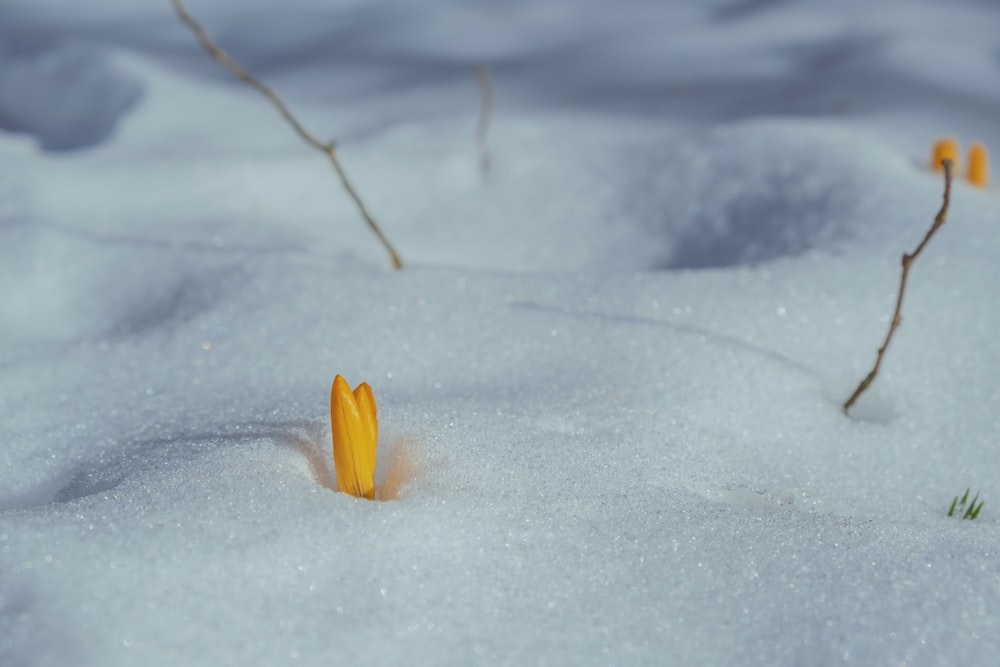 yellow flower on snow covered ground