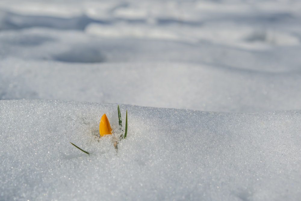 foglia verde su terreno innevato