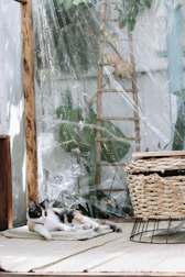 A calm cat lounging peacefully in a sunlit, ventilated space designed for felines.