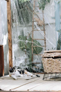 A calm cat lounging peacefully in a sunlit, ventilated space designed for felines.