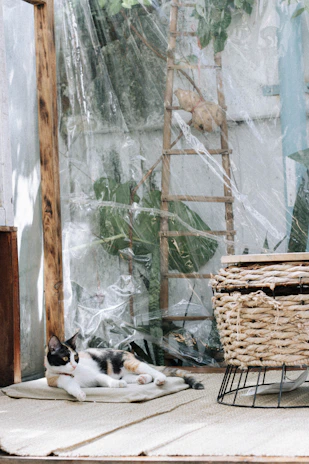 A cat owner pouring Calabaza Pets litter into a litter box in a bright, tidy home.